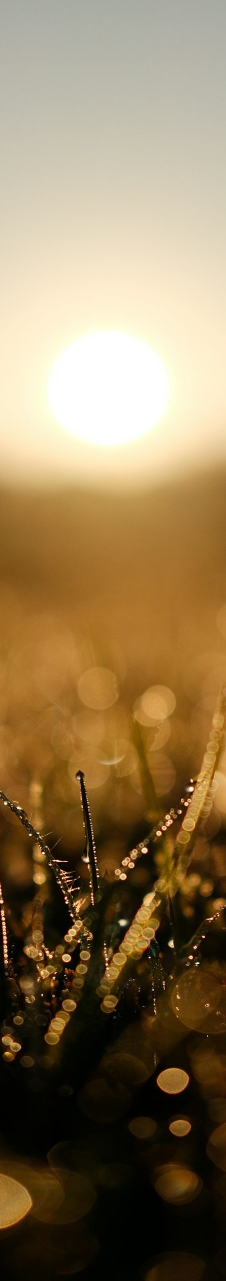 Sun rising over dew-covered grass at sunrise